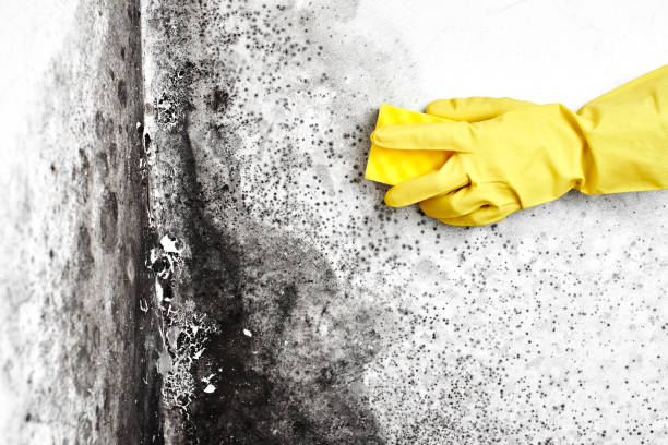 Best Mold Odor Removal Services  in Mccoll, SC